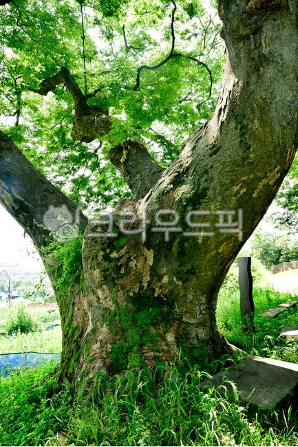 zelkova tree,protected tree,natural monument,tree,Old giant tree