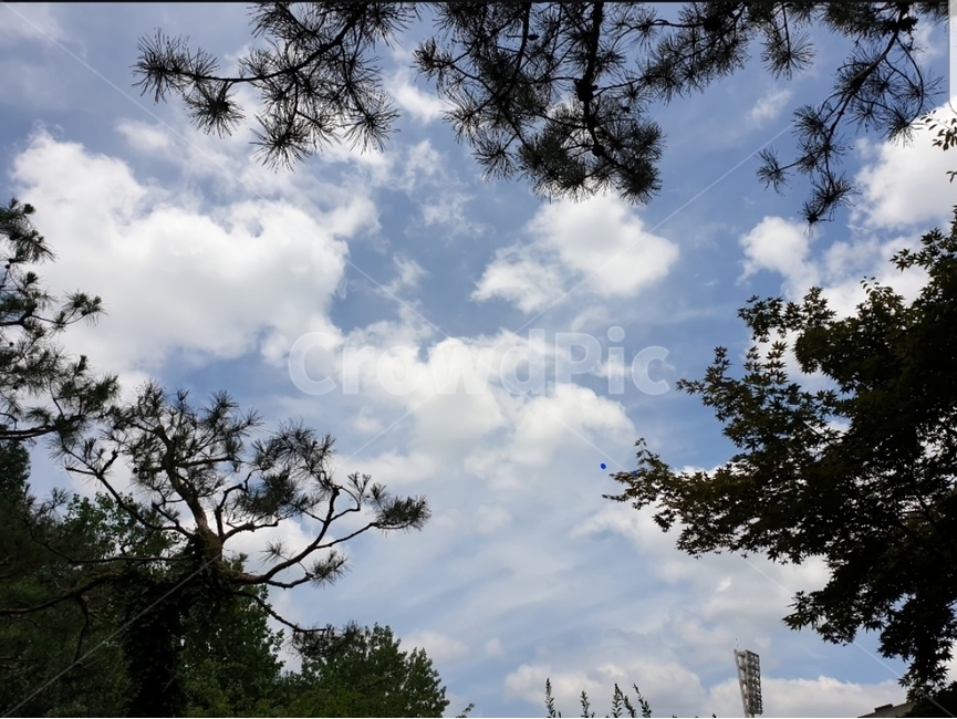 자연,구름,하늘,날씨,야외풍경,자연,풍경,nature,landscape,outdoors,옥외,plant,식물,tree,나무,weather,cloud,sky,cumulus,적운