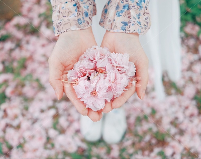 꽃,벚꽃,감성,손,꽃잎,봄,계절,spring,season,식물,자연,plants,nature,꽃,flower,사람,인물,인간,human,person,신체일부,몸,body,여성,여자,woman,female,lady,감성,sensible,feeling,plant,blossom