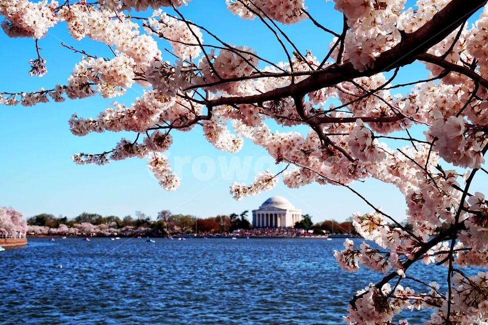 벚꽃,하늘,봄,미국,cherryblossom,청명한,맑은하늘