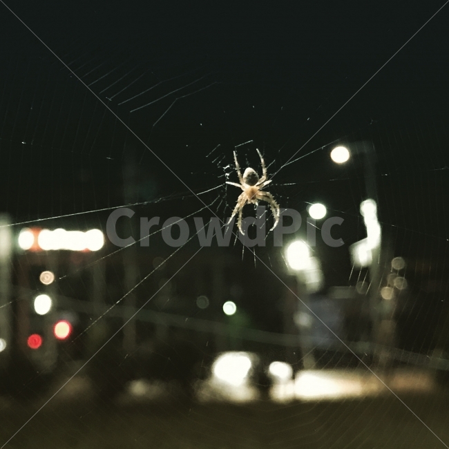 밤,거미,어둠,여름밤,야경,야경,밤,풍경,nightscape,night,landscape,동물,animal,곤충,벌레,insect,bug