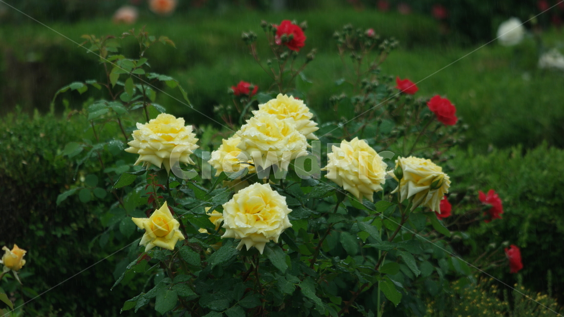 장미꽃,장미,장미원,로즈,로즈가든,식물,자연,plants,nature,꽃,flower