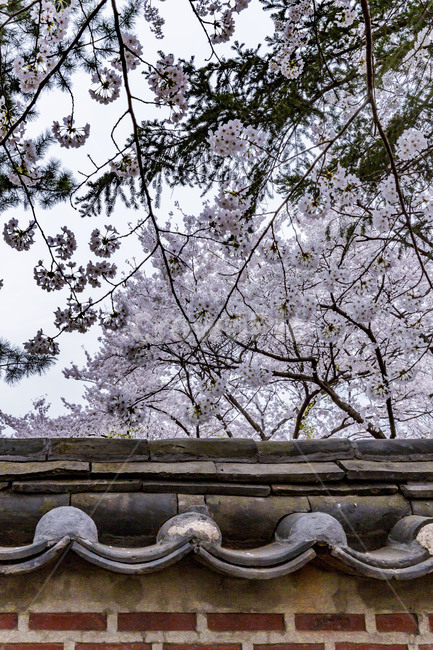 봄,벚꽃,기와담장,만개,담장,봄,계절,spring,season,한국전통,한국문화,korean traditional,korean culture,건축물,건물외관,exterior,building,structure,architecture,construction,plant,식물