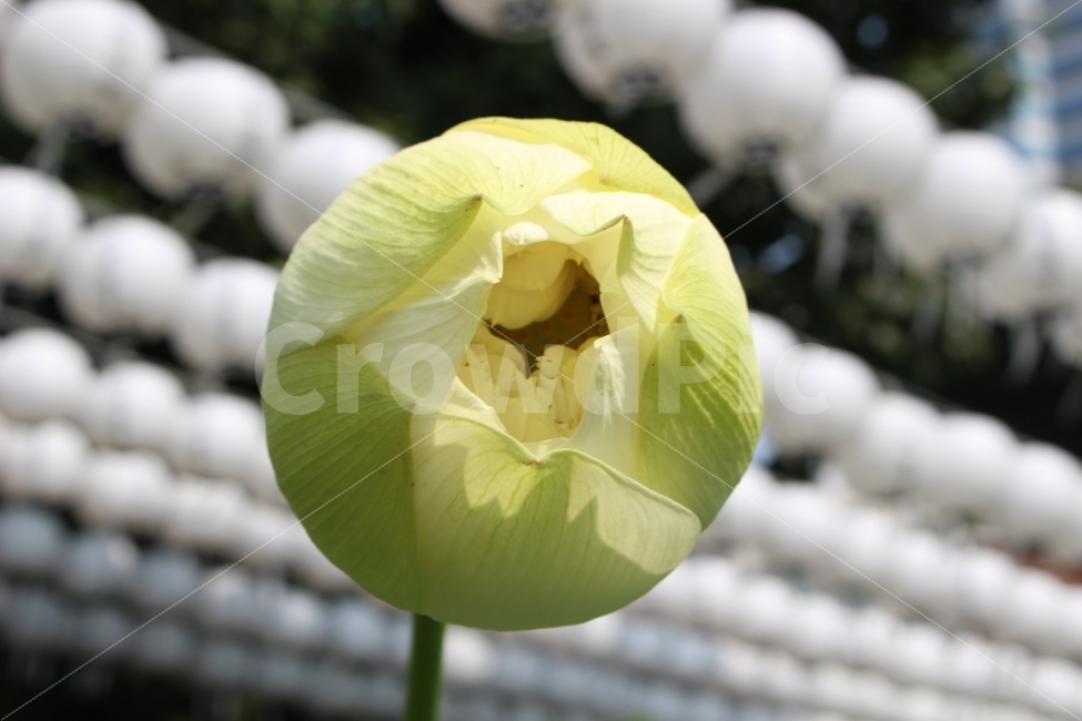 등,연등,꽃,연꽃,연잎,하얀색,초록색,야외,정원,절,봉은사,식물,자연,plants,nature,한국전통,한국문화,korean traditional,korean culture,꽃,flower