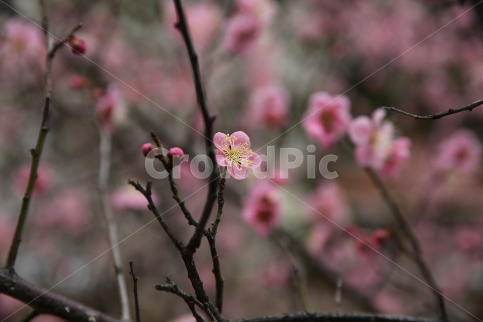 봄,매화,분홍,아름다움,꽃봉오리,봄,계절,spring,season,식물,자연,plants,nature,꽃,flower,plant