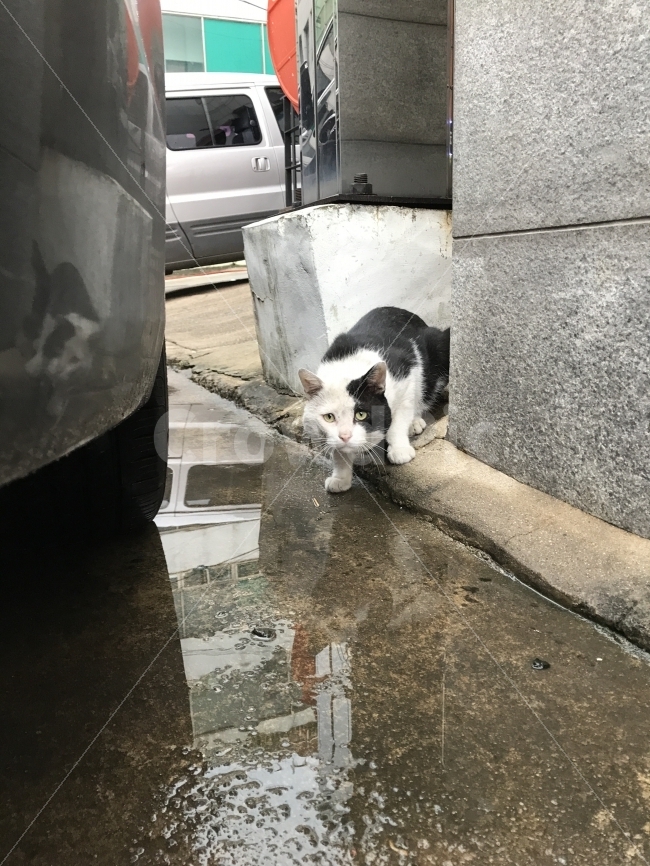 길고양이,웅덩이,물웅덩이,반영,비침,코리아숏헤어,코숏,바라봄,시선,동물,animal,포유류,mammal,고양이,cat,kitten,kitty