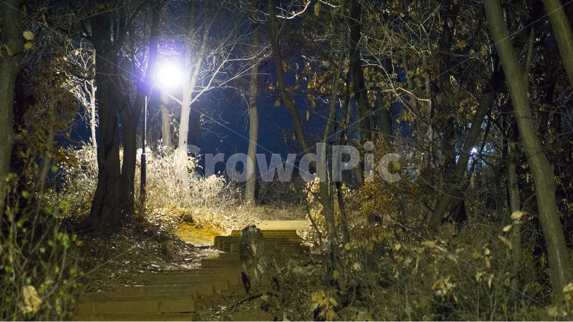 야경,밤,산책,쓸쓸한,낙엽,자연,풍경,nature,landscape,야경,밤,nightscape,night,light,빛,flare,플레어