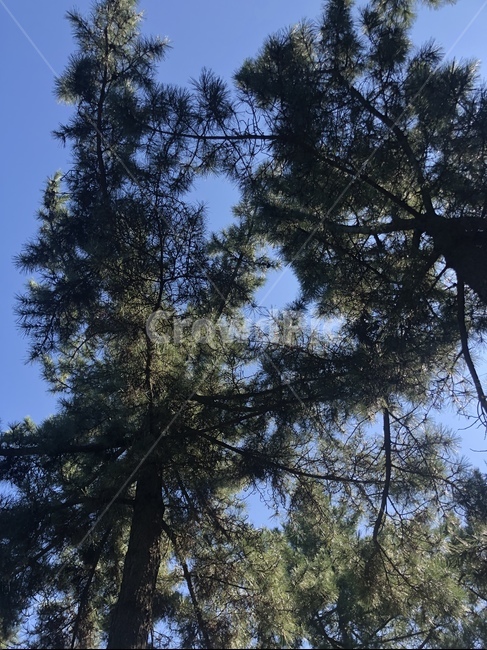 tree,나무,소나무,하늘,푸름