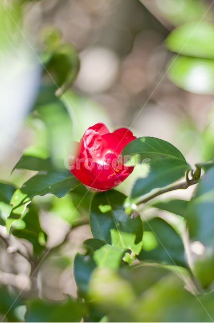 flower,꽃,plant,식물,동백꽃,식물,자연,plants,nature,꽃,flower