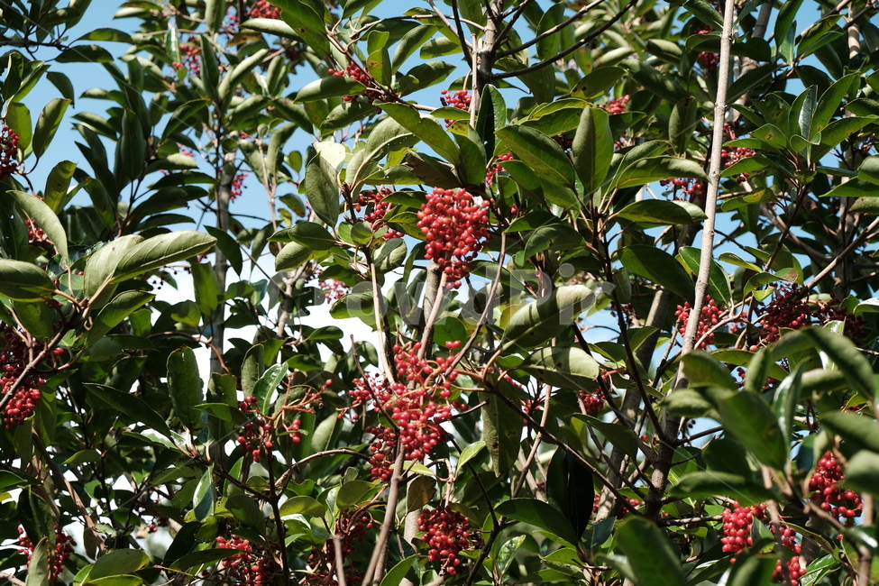 열매,숲,나무,빨간색,자연,가을,나뭇잎,과일,식물,자연,plants,nature,과일,열매,fruit