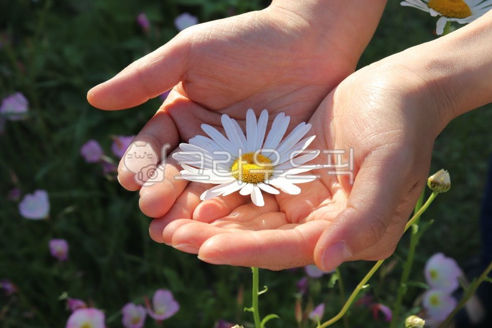 데이지,손,꽃,hand,flower,봄