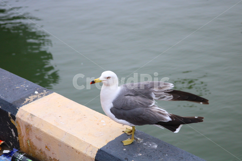 갈매기,새,조류,한강,동물,동물,animal,조류,새,birds