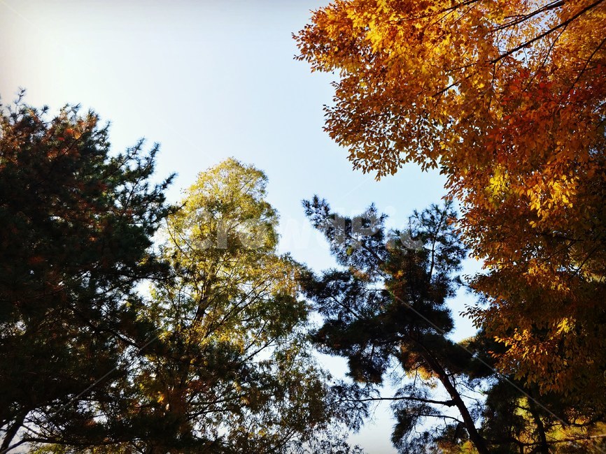 tree,plant,autumn,가을,단풍,나무