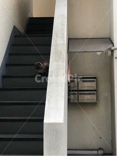고양이,길고양이,계단,빌라,집,건물,동물