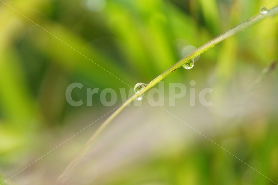 물방울,이슬,풀잎,자연,접사,빛망울,식물,구슬,아침,오전,유리,투명,waterdrop,감성,감성사진,힐링,힐링사진,느낌,분위기,feel,feeling,유리구슬,아침이슬,싱싱한,싱싱하다,싱그러운,싱그럽다,nature,macro,신비,신비한,신비하다,신기한,신기하다,신기,순수,순수하다,맑은,맑다,이파리,스냅,스넵,snap,식물,자연,plants,nature