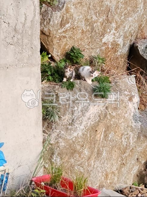 Chaos,Pets,kitten,Asshole,cat,animal,three colors