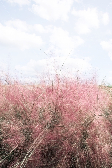 핑크뮬리,핑크,이쁜,꽃,귀여운,가을,계절,fall,autumn,season,자연,풍경,nature,landscape,grass,잔디,plant,식물