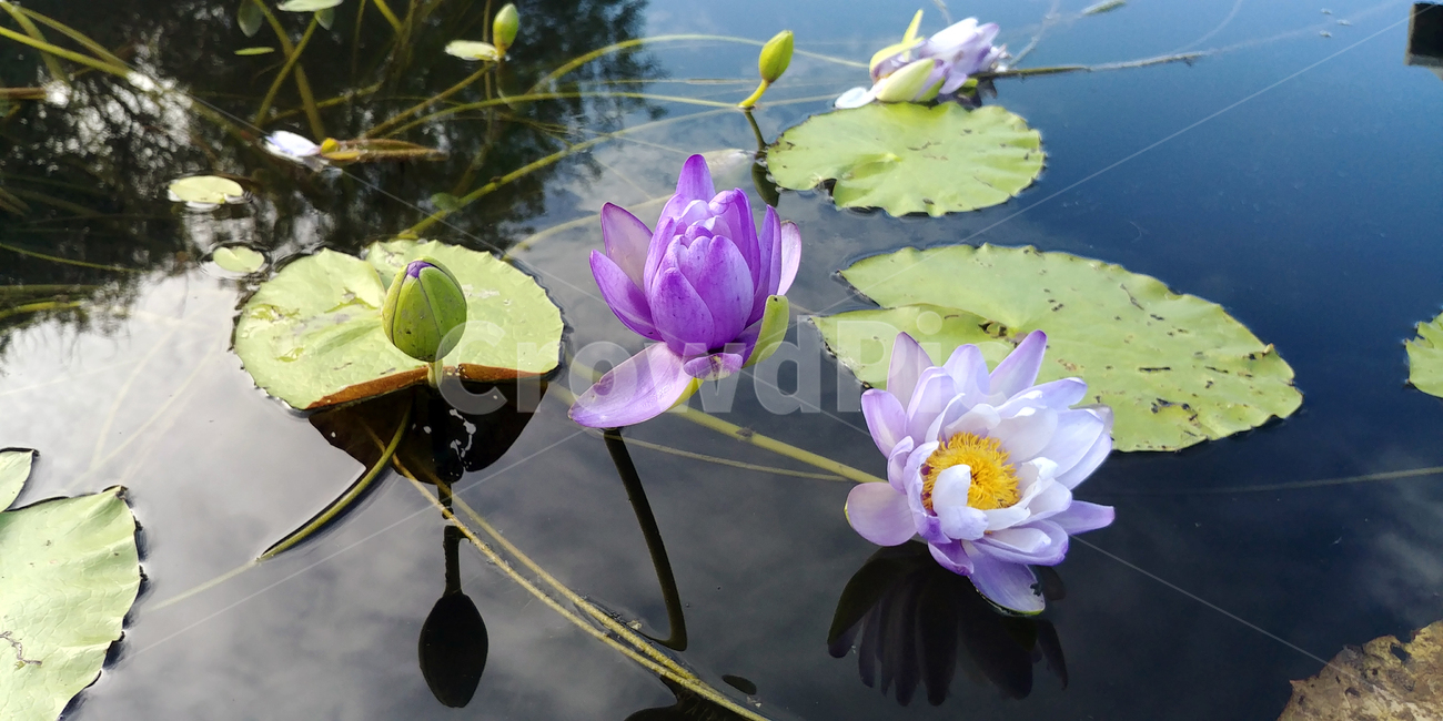 연꽃,물,잎,보라색꽃,가시연,7월,8월,아름다움,plant,식물,flower,blossom,water,nature,자연