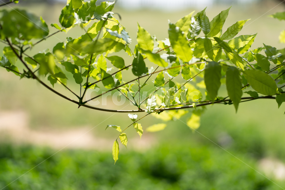 leaf,잎,plant,식물,tree,나무,식물,자연,plants,nature