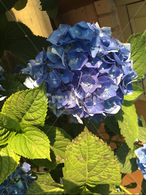 수국,식물,꽃,봄,plant