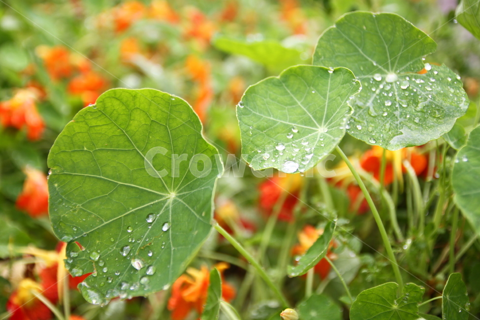 꽃잎,빗방울,방울,물방울,비온뒤,비,싱그러운,초록,붉은,감성사진,petal,dropofrain,drop,waterdrop,behindtherain,rain,fresh,green,red,emotionalphotography,식물,자연,plants,nature