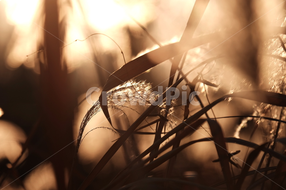 갈대,노을,아침햇살,황금빛,갈대숲,골든아워,억새,가을,계절,fall,autumn,season,자연,풍경,nature,landscape,flare,플레어,light,빛,plant,식물,grass,잔디,sunlight,햇빛