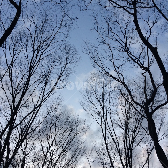 나무,하늘,구름,sky,겨울하늘,노을