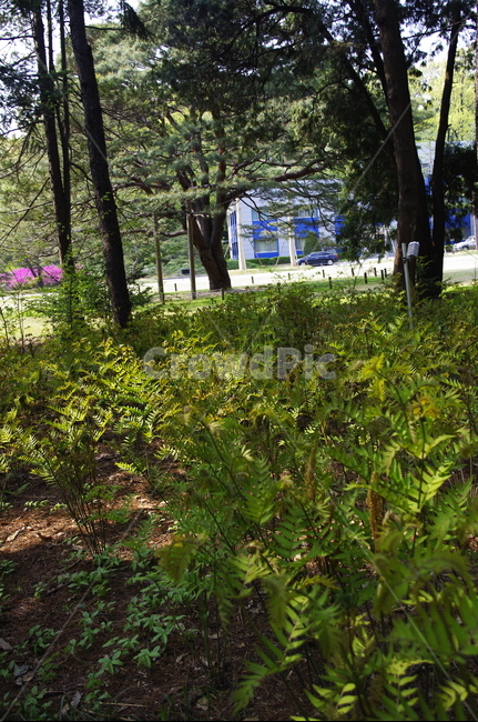 숲,나무,식물,plant,봄,spring,초록,잎,자연,풍경,nature,landscape,tree,tree trunk,나무 줄기