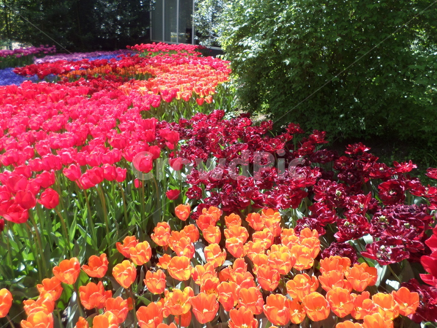 튤립,네덜란드,tulip,flower,color,식물,자연,plants,nature,꽃,flower