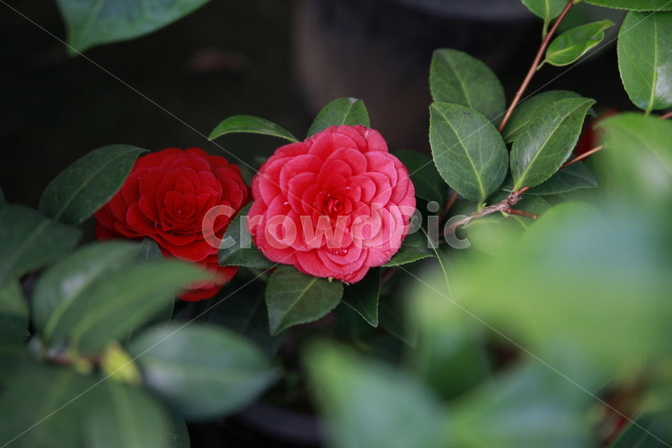 봄꽃,꽃,아름다움,봄소식,식물,클로즈업,식물,자연,plants,nature,꽃,flower