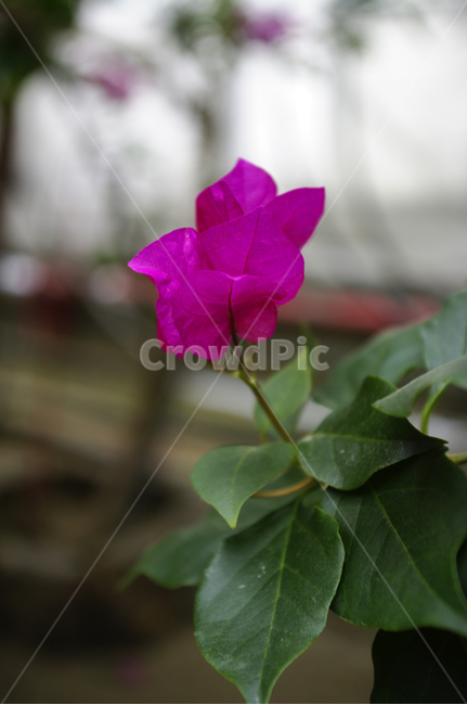 부겐베리아,꽃,식물,flower,plant,식물,자연,plants,nature,꽃,flower