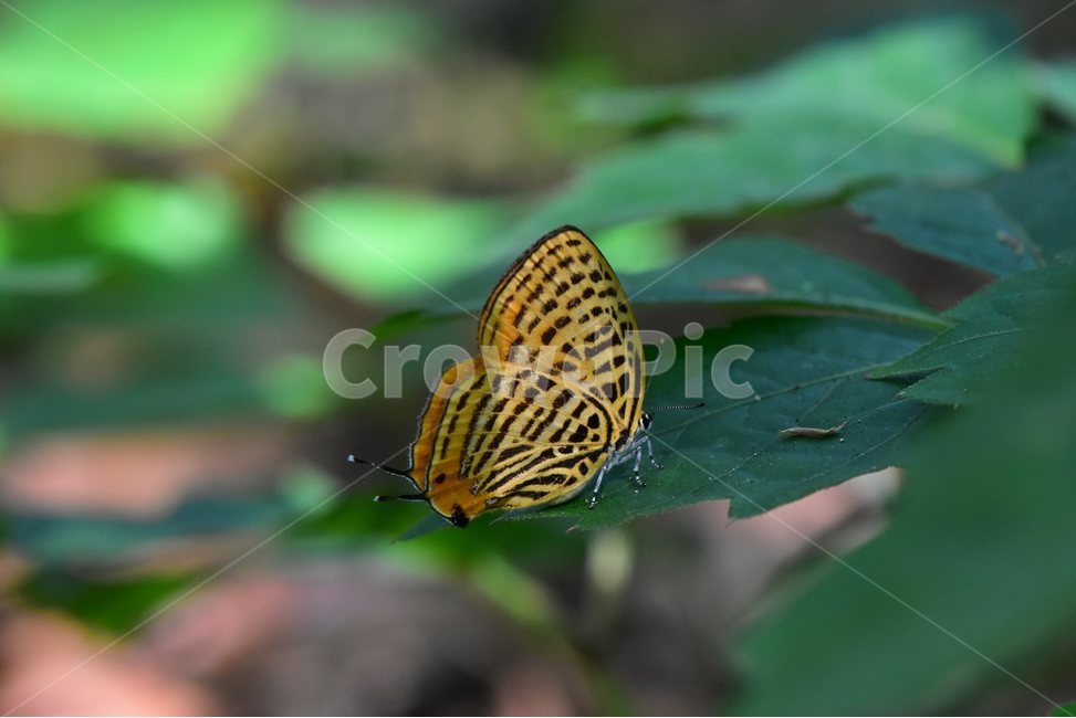 시가도귤빛부전나비,나비,곤충,insect,자연,생태,nature,동물,animal,곤충,벌레,insect,bug