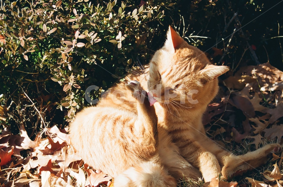 동물,고양이,포유류,animal,cat,kitten,표정,emotion,그루밍,감성사진,감정,가을,계절,fall,autumn,season,동물,animal,포유류,mammal,고양이,cat,kitten,kitty,감성,sensible,feeling,휴식,힐링,rest,relaxation,healing
