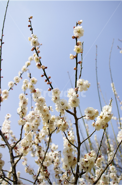 매화,매화나무,꽃,식물,봄,flower,spring,봄,계절,spring,season,식물,자연,plants,nature,꽃,flower,plant,blossom