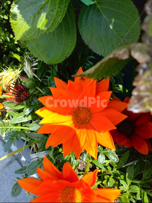 가자니아,gazania,국화과,꽃,식물,보물꽃