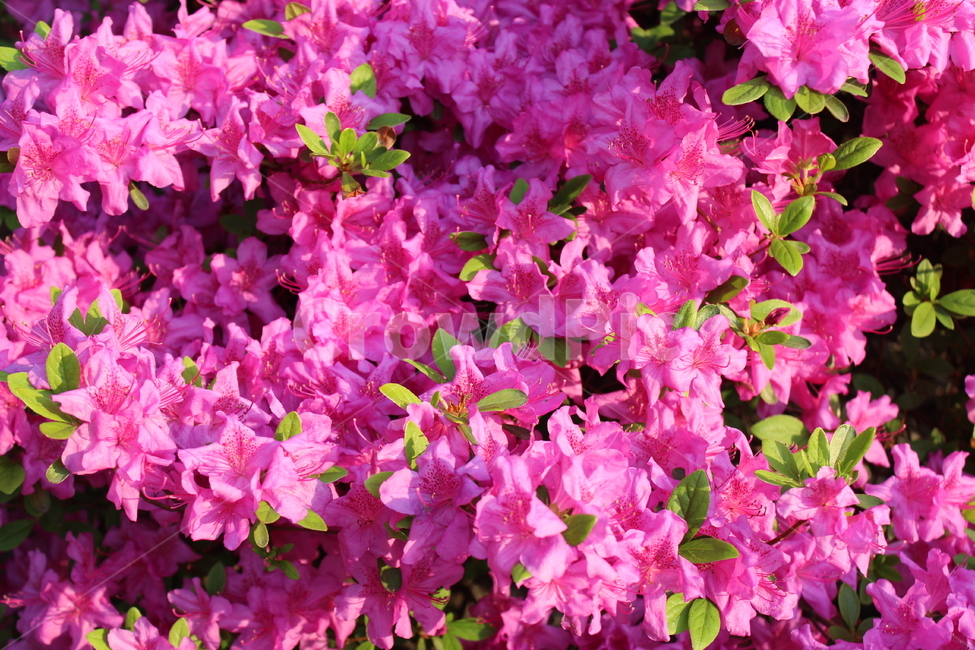 꽃,철쭉,야생화,길꽃,진달래,봄,계절,spring,season,식물,자연,plants,nature,꽃,flower,blossom,geranium,제라늄,plant
