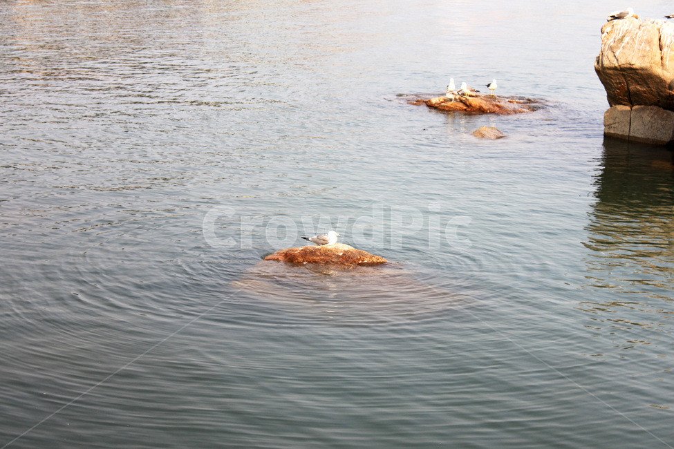 바다,물결,바위,돌,갈매기,새,경치,sea,wave,rock,commongull,bird,scenery,scene,view