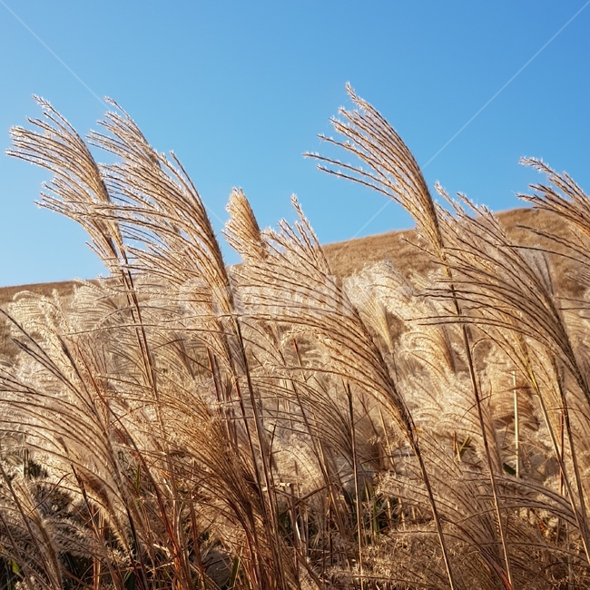 plant,식물,억새,가을,제주도억새,식물,자연,plants,nature