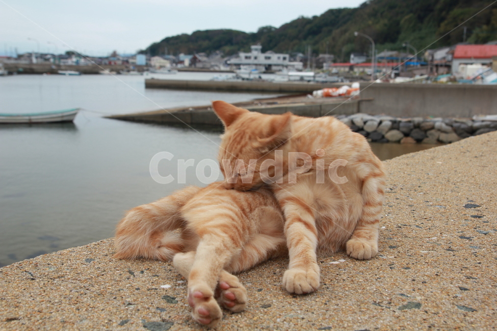 일본고양이,고양이,고양이섬,아이노시마,나른함,여유,동물,animal,포유류,mammal,고양이,cat,kitten,kitty