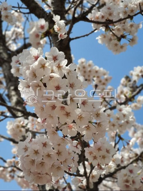 spring,Cherry Blossom,cherry blossom viewing,Cherry Blossom Ending,cherryblossom,spring day