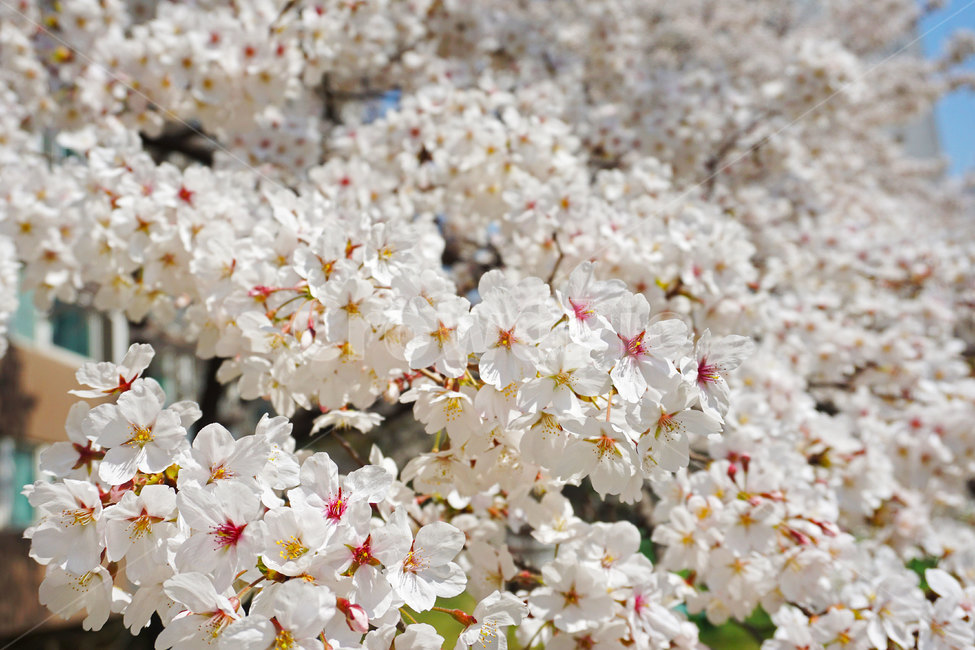 벚꽃,꽃,꽃나무,체리블라썸,봄,봄나무,나무,식물,봄느낌,꽃잎,flowers,flower,cherryblossoms,plant,tree,spring,분홍,분홍색,하양,흰색,pink,white,floral,꽃느낌,자연,nature,blossom,bloom,blooming,활짝핀꽃