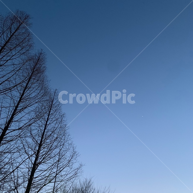 nature,자연,plant,식물,tree,나무