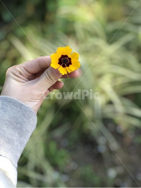 야생화,가을꽃,힐링,노란꽃,우리나라야생화,자연,식물,자연,plants,nature,꽃,flower