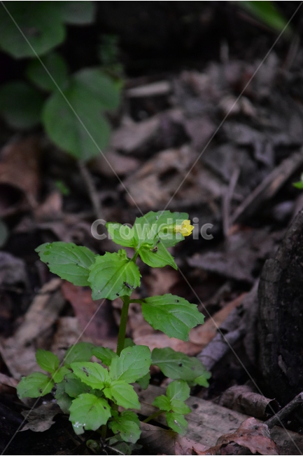 꽈리아재비,야생화,생태,식물,자연,꽃,힐링,플라워,wildflower,flower,plants,nature,season,감성,느낌,emotion,feeling,초본,식물,자연,plants,nature,꽃,flower