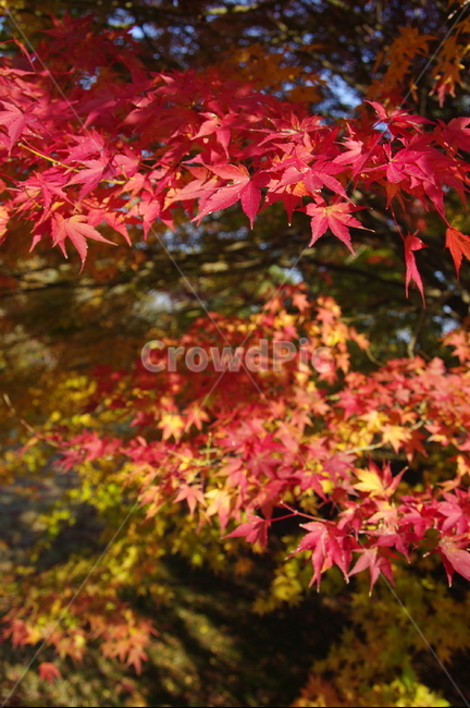 단풍,울긋불긋,붉게물든,가을산,가을풍경,가을,계절,fall,autumn,season,식물,자연,plants,nature,leaf,잎,plant,tree,나무,maple