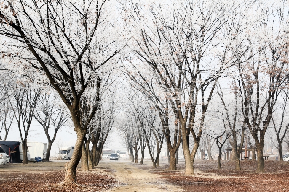 길,겨울,눈꽃,숲,나무,겨울,계절,winter,season,자연,풍경,nature,landscape,plant,식물,tree,tree trunk,나무 줄기