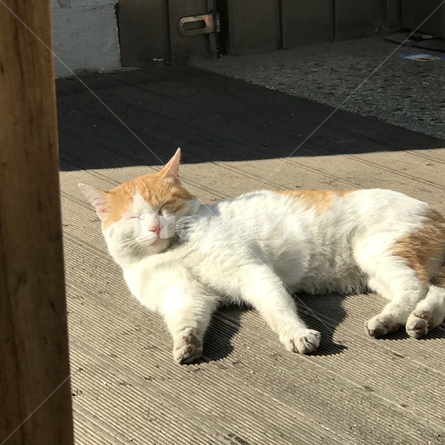 animal,동물,cat,고양이,pet,동물,animal,포유류,mammal,고양이,cat,kitten,kitty