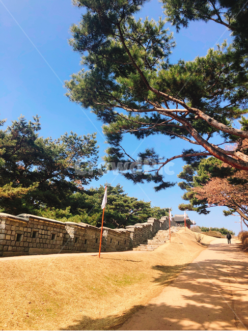 수원화성,성곽길,돌담,수원시,실외,조선시대,성곽,나무,길,소나무,문화재,랜드마크,landmark,tourist attraction,한국랜드마크,한국관광지,한국명소,korea landmark,korea tourist attraction