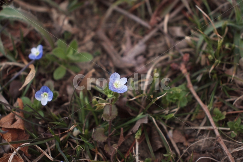 plant,식물,flower,꽃,blossom
