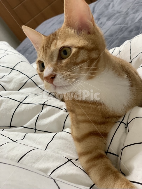 고양이,반려묘,코숏,유기묘,입양,동물,animal,포유류,mammal,고양이,cat,kitten,kitty